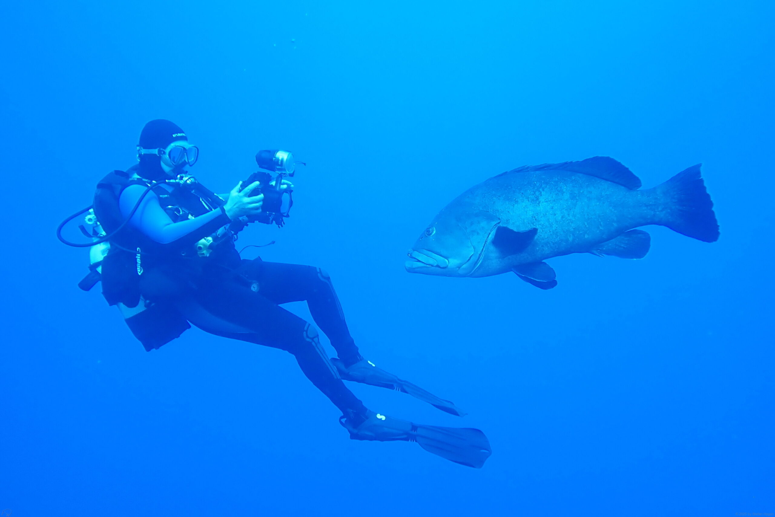 Unterwasserforograf und Fisch auf den Azoren (dive.steha.ch)
